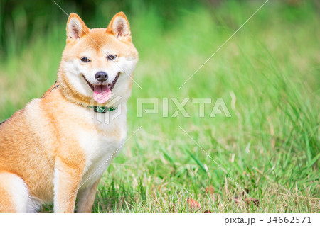 緑背景に柴犬 飼い犬 日本犬 一般的な犬 緑背景に柴犬 飼い犬 日本犬 一般的な犬 34662571