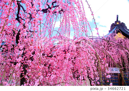 結城神社(三重県 津市)境内に咲くしだれ梅 結城神社(三重県 津市)境内に咲くしだれ梅 34662721