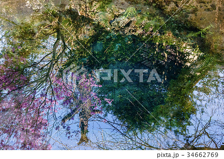 忍野八海・御釜池に映るツツジの花 忍野八海・御釜池に映るツツジの花 34662769