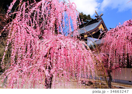 結城神社 三重県 津市 境内に咲くしだれ梅の写真素材 結城神社 三重県 津市 境内に咲くしだれ梅の写真素材
