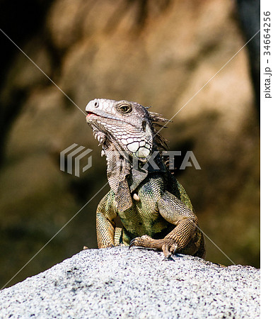 Iguana sitting on a rock in national park Tayrona 34664256