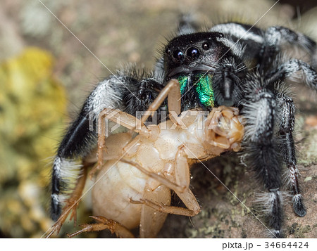 Phidippus regius adult feeding on a cricket Phidippus regius adult feeding on a cricket 34664424