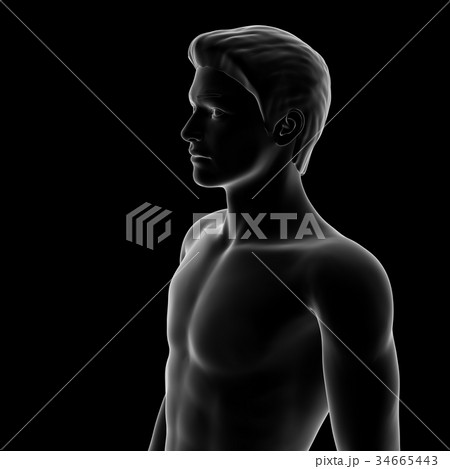男性の体, 上半身 34665443