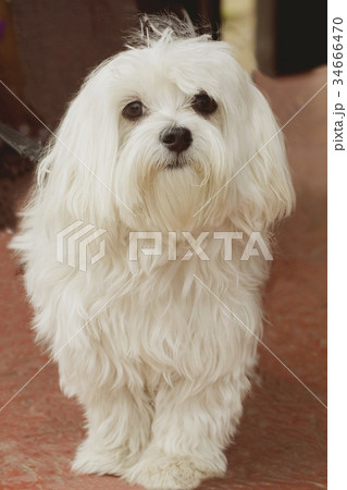 Portrait of  White Maltese Dog Sitting with  Serio 34666470