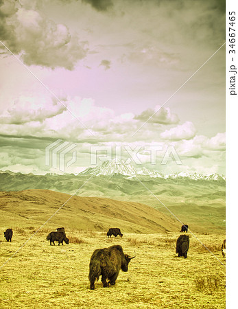 Yaks in the tibetan mountains of China Yaks in the tibetan mountains of China 34667465