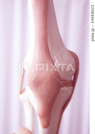 Human knee joint meniscus model Human knee joint meniscus model 34668022