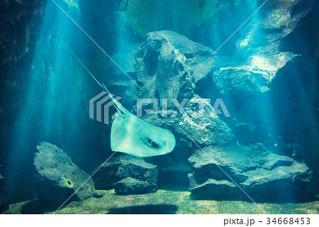 Manta ray floating underwater 34668453