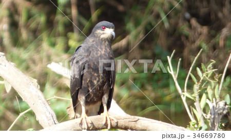 Buzzard in Bolivia, south America. Buzzard in Bolivia, south America. 34669780