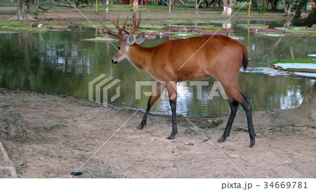 Deer in Bolivia, south America. Deer in Bolivia, south America. 34669781
