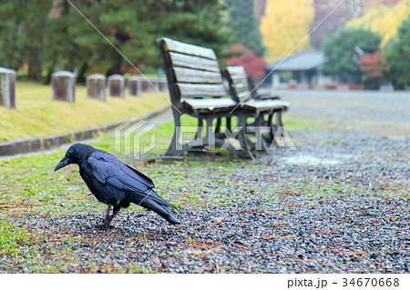 Black bird in autumn park.  34670668