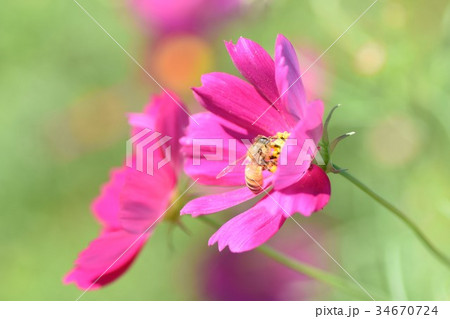 コスモスとミツバチ コスモス　こすもす　　上場高原　出水市　鹿児島県 34670724