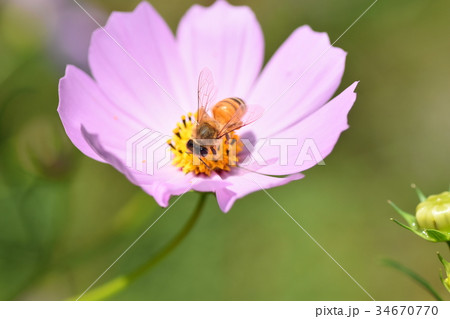 コスモスとミツバチ　コスモス　こすもす　秋　ミツバチ　高尾野町　出水市　鹿児島県 34670770