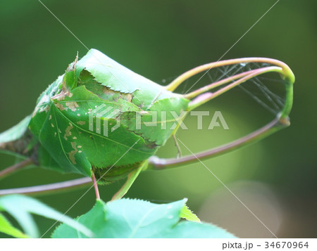 葉を丸めた虫の巣 葉を丸めた虫の巣 34670964