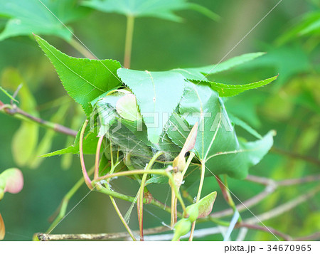 葉を丸めた虫の巣 葉を丸めた虫の巣 34670965