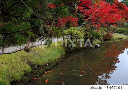 円成寺の紅葉と鯉 34671014