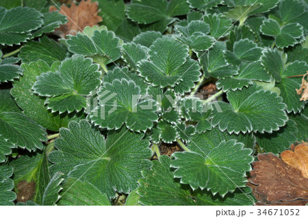 チシマキンバイ チシマキンバイ 34671052