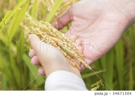 イネを確認する親子の手 34671304
