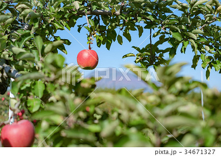 リンゴと岩木山 34671327