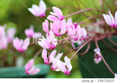 シクラメン　グラエカムの花 34672025