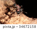 トゲアリ 34672158
