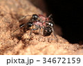 トゲアリ 34672159