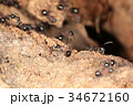 トゲアリ 34672160