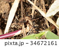蟻の狩り　トビイロシワアリ 34672161