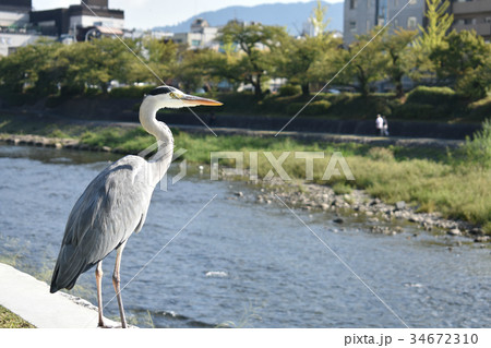 鴨川のアオサギ 鴨川のアオサギ 34672310