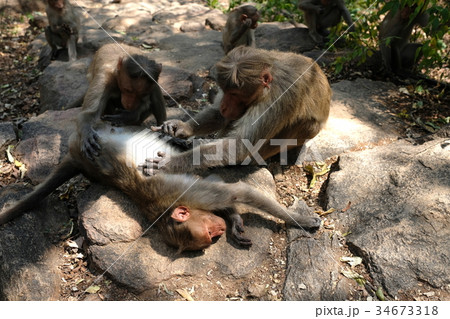 家族でノミ取り 家族でノミ取り 34673318