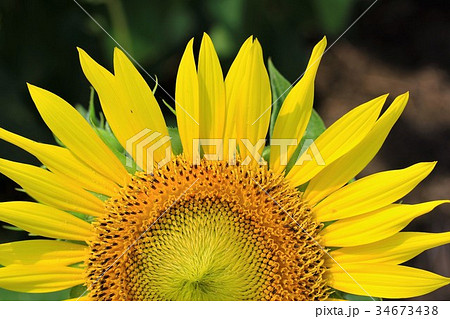 ひまわり畑 39 岐阜県大垣市 の写真素材 ひまわり畑 39 岐阜県大垣市 の写真素材