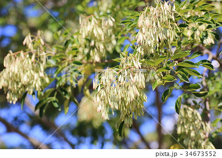 シマトリネコの種 シマトリネコの種 34673552