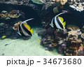 ニューカレドニア・ラグーン水族館 34673680