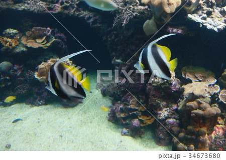 ニューカレドニア・ラグーン水族館 34673680