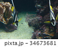 ニューカレドニア・ラグーン水族館 34673681