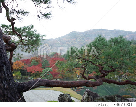 松_曹源池庭園_天龍寺 34673901