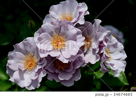 ペーパームーン 34674665