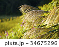 すすき 34675296