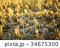 稲刈り 34675300