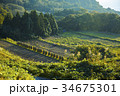 稲刈り 34675301