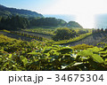 稲刈り 34675304
