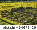稲刈り 34675429