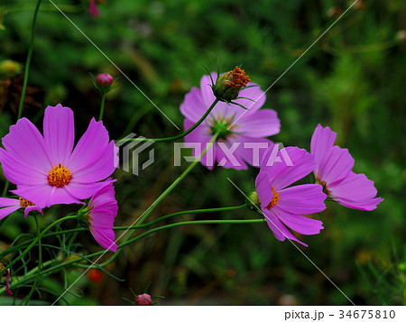 コスモスの花 34675810