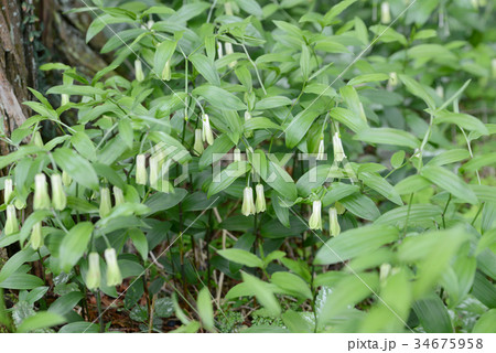 ホウチャクソウ 34675958