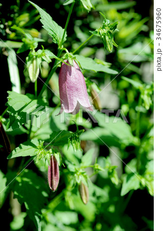 ホタルブクロ 34675960