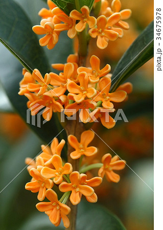 自然 植物 キンモクセイ 秋を感じさせる強い香り 小さな花はお酒やお茶にも使われますの写真素材