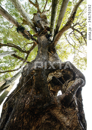 柳の古木　山形県 34676392