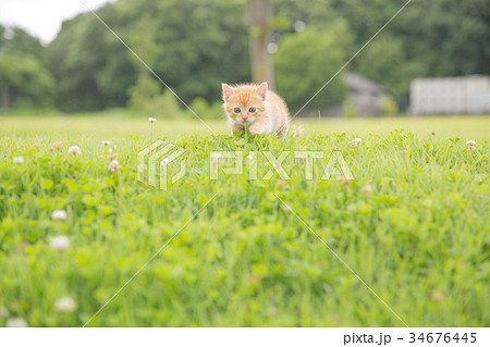 子猫 子猫 34676445