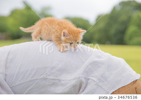 子猫 子猫 34676536