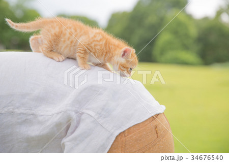 子猫 34676540