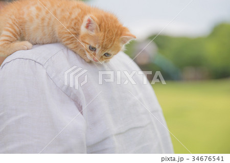 子猫 34676541